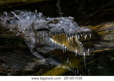 American Crocodile (crocodylus Acutus) In A Swamp In Jamaica