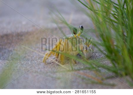 Atlantic Ghost Crab On Treasure Beach, Jamaica