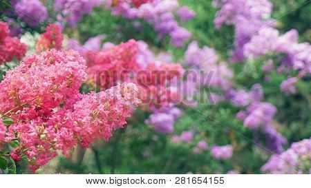 Lagerstroemia Indica Flower Is A Large Bouquet Of Purple Hanging From The Tree. Lagerstroemia Indica
