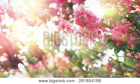 Lagerstroemia Indica Flower Is A Large Bouquet Of Purple Hanging From The Tree. Lagerstroemia Indica