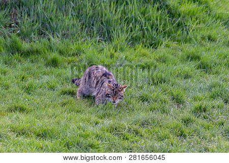 Scottish Wildcat (felis Silvestris Grampia) Stalking In The Grass