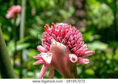Torch Ginger