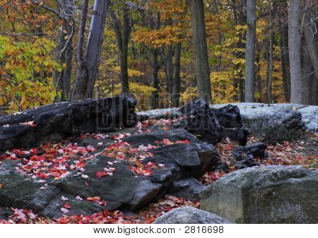 Fall Scene