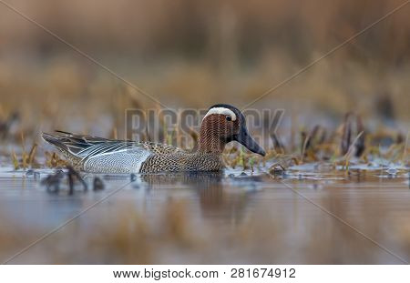 Male Garganey Swims In Brown Colored Spring River