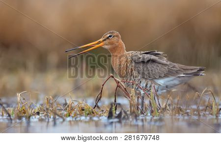 Black-tailed Godwit Stands In Shallow Waters Of Small Lake As He Calling Or Crying Intensively