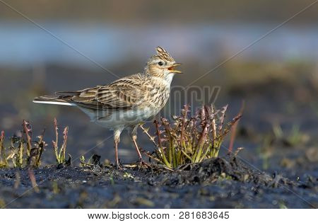 Male Eurasian Skylark Sings His Loud Song As He Sits On The Dirty And Muddy Ground