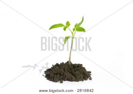 Little Green Plant