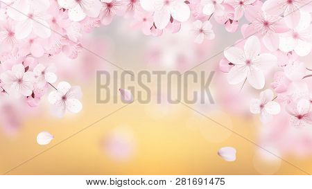 Beautiful Delicate Background With Blossoming Light Pink Sakura Flowers With Place For Text. Delicat