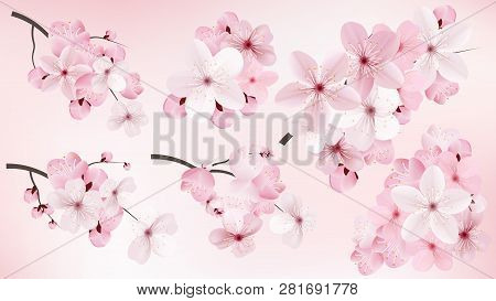 Beautiful Blossoming Dark And Light Pink Sakura  Flowers. Set Of Realistic Flowering Cerry Branches.
