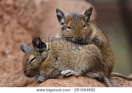 Close Up Of A Pair Of Common Degus (octodon Degus) Cuddling Together