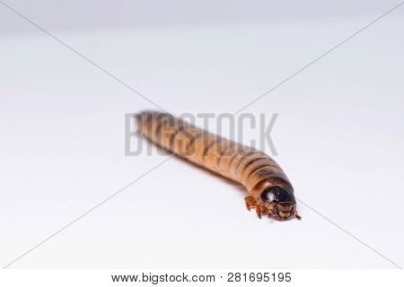 High Protein Food For Reptiles. Large Beetle Larva In Close-up.