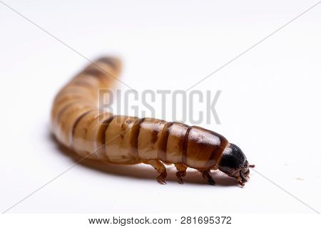 High Protein Food For Reptiles. Large Beetle Larva In Close-up.