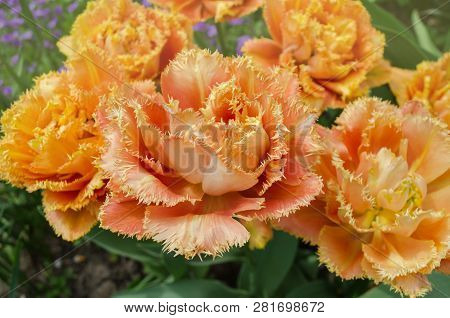 Tulips Called Sensual Touch. Fringed Peony Tulip