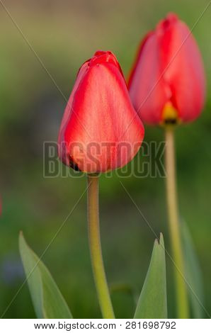 Red Tulips Oxford Blooming Close Up