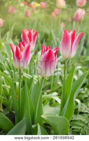 Beautiful Colorful Tulips. Tulip Whispering Dream Growing