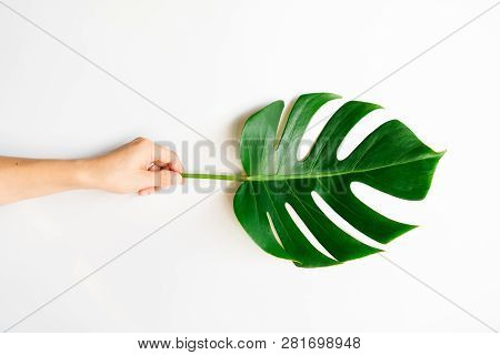 Human Hand Holding Tropical Monstera Palm Leaf On White Background In Flat Lay Top View. Fresh Green