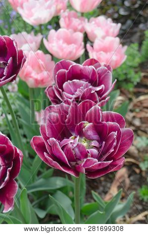 Beautiful Purple Tulip Dream Toush