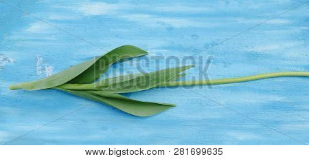 Tulip Leafs On A Wooden Background