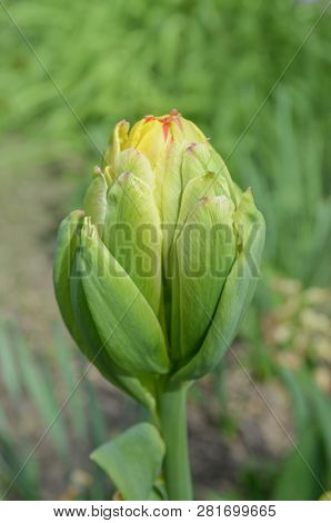 Yellow Flowers Tulip Fruit Cocktail
