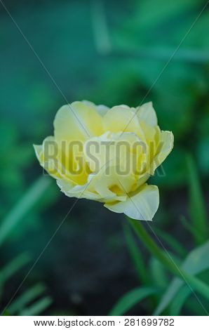 White Mount Tacoma Tulips Blooming