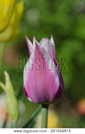 Tulip Variety Fontainebleau