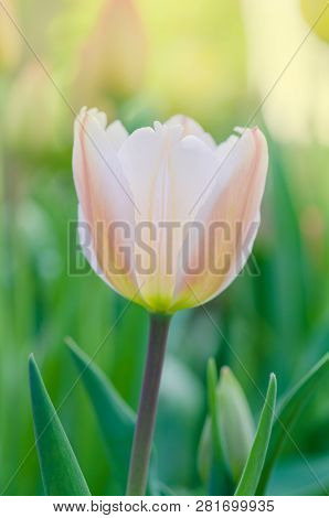 Pink And White Tulip