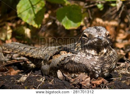 European Nightjar Weird Face Portrait On The Ground