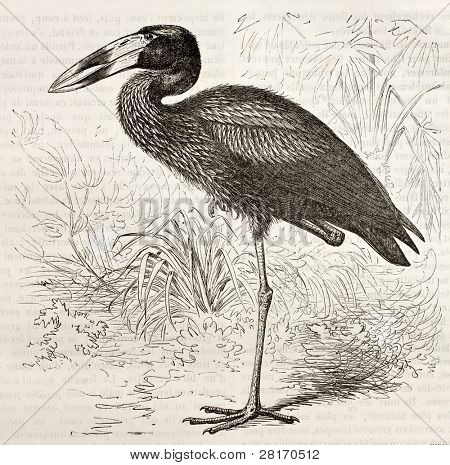 아프리카 Openbill 오래 된 그림 (Anastomus lamelligerus)입니다. Kretschmer, 메르브에 의해 만들어진