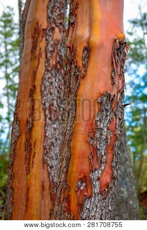 Detail of texture on arbutus tree bark in the forest of Vancouver Island, Canada