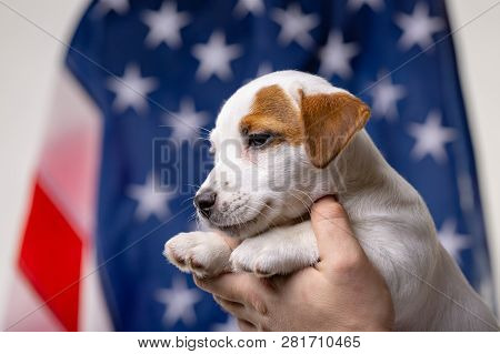 American Independence Day Concept, Cute Puppy Jack Russell Terrirer In Male Hands Pose In Front Of T