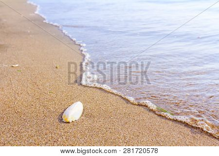 Cuttlebone Is Washed Up By The Sea On Sandy Beach.