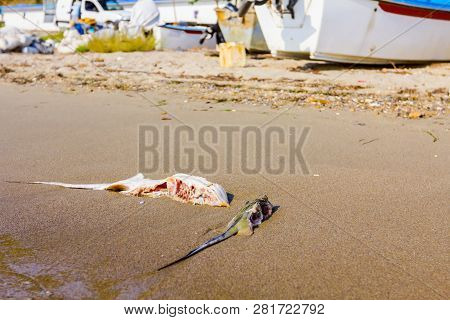Carcass Of Dead, Killed Stingray With Chop Off Wings Is Washed Up By The Sea On Sandy Beach.