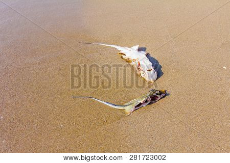 Carcass Of Dead, Killed Stingray With Chop Off Wings Is Washed Up By The Sea On Sandy Beach.