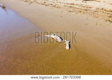 Carcass Of Dead, Killed Stingray With Chop Off Wings Is Washed Up By The Sea On Sandy Beach.