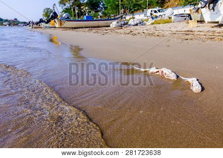 Carcass Of Dead, Killed Stingray With Chop Off Wings Is Washed Up By The Sea On Sandy Beach.