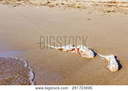 Carcass Of Dead, Killed Stingray With Chop Off Wings Is Washed Up By The Sea On Sandy Beach.