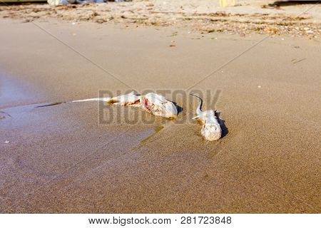 Carcass Of Dead, Killed Stingray With Chop Off Wings Is Washed Up By The Sea On Sandy Beach.