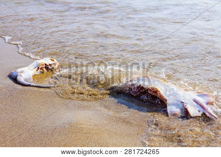 Carcass Of Dead, Killed Stingray With Chop Off Wings Is Washed Up By The Sea On Sandy Beach.