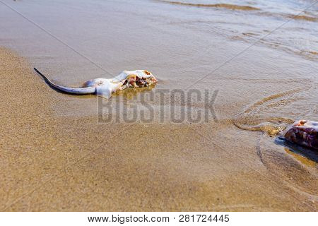 Carcass Of Dead, Killed Stingray With Chop Off Wings Is Washed Up By The Sea On Sandy Beach.