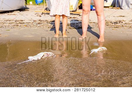 Tourists Are Looking Carcass Of Dead, Killed Stingray With Chop Off Wings Is Washed Up By The Sea On