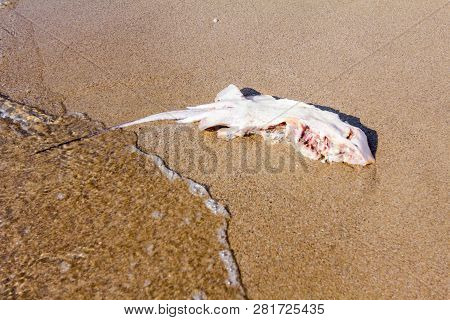 Carcass Of Dead, Killed Stingray With Chop Off Wings Is Washed Up By The Sea On Sandy Beach.