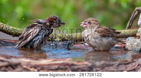 House Sparrows Mocking Each Other In A Waterpond