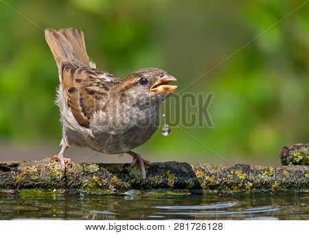 House Sparrow Drinking Water With Falling Drops