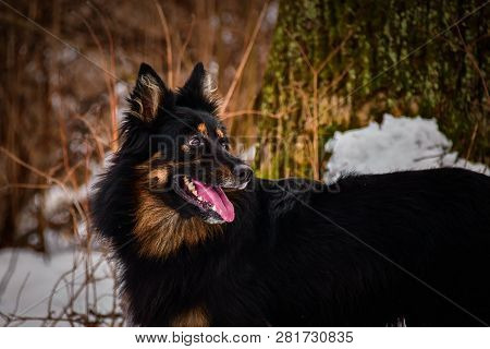 Portrait Of Bohemian Shepherd Who Is Standing In The Snow