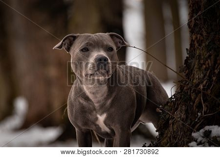 Potrait Of Staffordshire Bull Terrier Under The Pine.