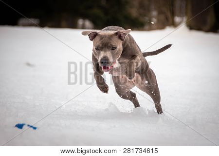 Staffordshire Bull Dog Terrier Running For Dog Puller In Snow.