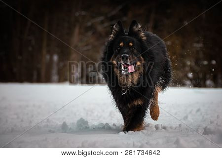 Bohemian Shepherd Is Running In The Snow.