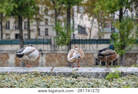 Ducks Relaxing On Riverbank Of Seine River In Paris, France.