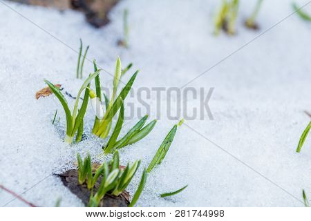 White Bud Blooming Snowdrop Folded Or Galanthus Plicatus With Water Drops On White Snow In The Fores
