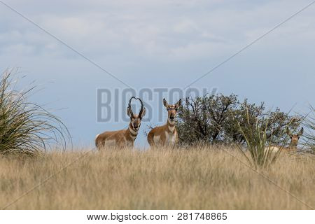Pronghorn Antelope Image & Photo (Free Trial) | Bigstock